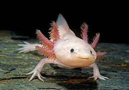 تعرف على أكثر الحيوانات غرابة