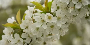 أجمل الزهور فى العالم