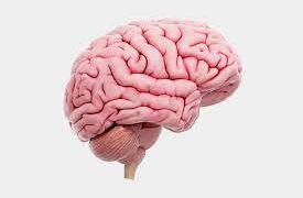 ما العلاقة بين تشنج العضلات والإصابة بأورام المخ؟