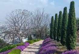 ترمز للقوة والصمود ولكل مدينة نوعها الخاص.. شجرة السرو التي تزين اللباس الفلسطيني التقليدي