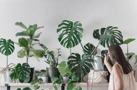 فندق بفيلادلفيا يستضيف النباتات المنزلية أثناء سفر أصحابها